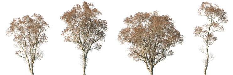 Set of autumn Cyclobalanopsis glauca (also known as the ring-cupped oak or Japanese blue oak) frontal street trees isolated png in sunny daylight on a transparent background perfectly cutout