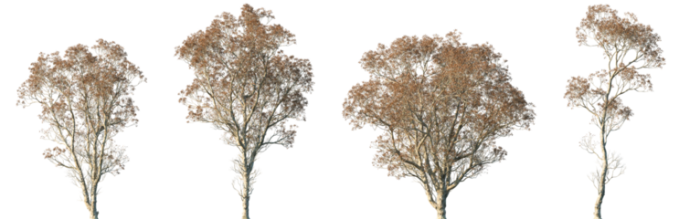 Set of autumn Cyclobalanopsis glauca (also known as the ring-cupped oak or Japanese blue oak) frontal street trees isolated png in sunny daylight on a transparent background perfectly cutout