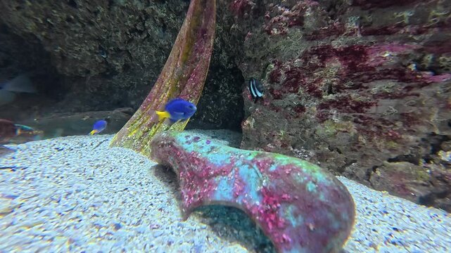 Palme, bouteille en plastique et poissons tropicaux