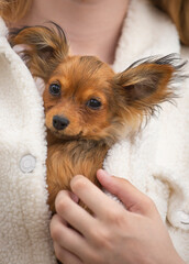 Russian longhair toy terrier puppy in hand