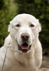 Portrait of a white central asian shepherd dog