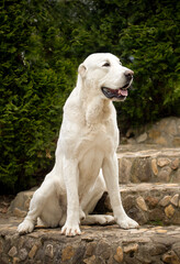 White ceniral asian shepherd alabay sitting on a stone stair