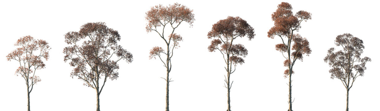 Set of autumn Triadica sebifera (also known as the Chinese tallow tree) frontal street trees isolated png in sunny daylight on a transparent background perfectly cutout