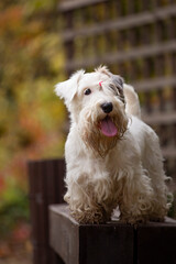 Sealyham terrier dog standing on a wood bench