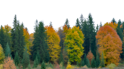 A forest with trees in autumn colors under a black sky