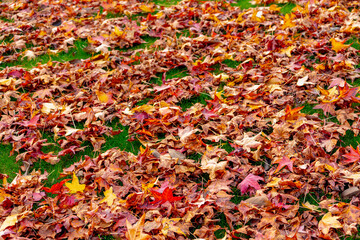 Selective focus of yellow orange leaves of liquidambar styraciflua
fallen under the tree with green grass meadow in Autumn, American sweetgum also known as American storax, Natural pattern background.