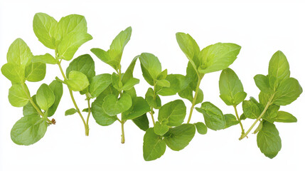 Fototapeta premium Fresh green mint leaves arranged on white background, showcasing their vibrant color and texture, perfect for culinary use