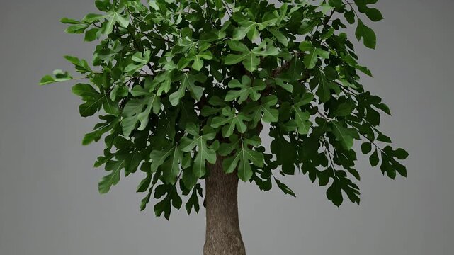 animated 4K loop fig tree gently swaying breeze detailed leaves branches ideal botanical visualizations eco projects organic motion design