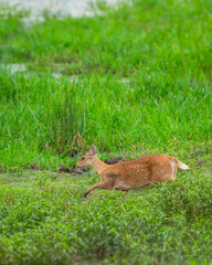 wild female Barasingha or Rucervus duvaucelii or Swamp deer elusive vulnerable animal species running in natural scenic grassland at kanha national park forest tiger reserve madhya pradesh india asia