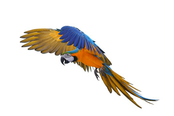 Fototapeta premium Colorful flying Blue and Gold Macaw parrot isolated on transparent background png file 