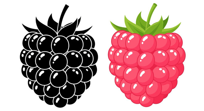Detailed vector illustration set of a fresh, ripe raspberry in vibrant color and a contrasting black silhouette icon, perfect for healthy food designs.
