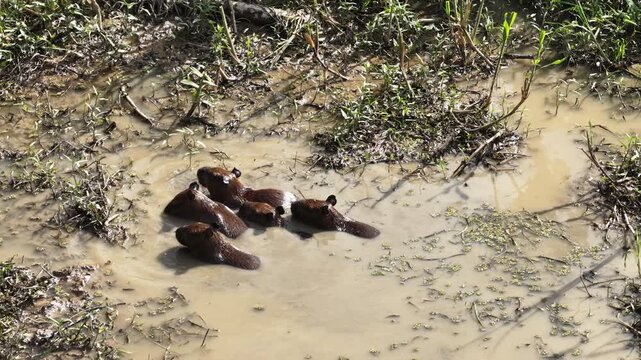 amazonas capibara family in a swamp aerial 