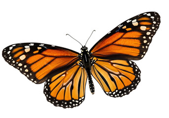 Fototapeta premium Detailed monarch butterfly with orange and black wings isolated on transparent background