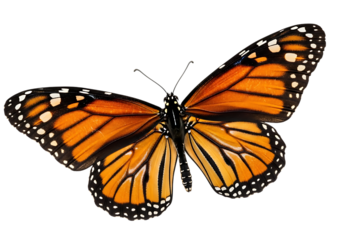 Detailed monarch butterfly with orange and black wings isolated on transparent background