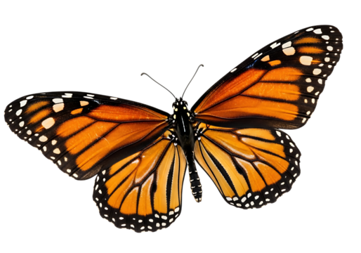 Detailed monarch butterfly with orange and black wings isolated on transparent background