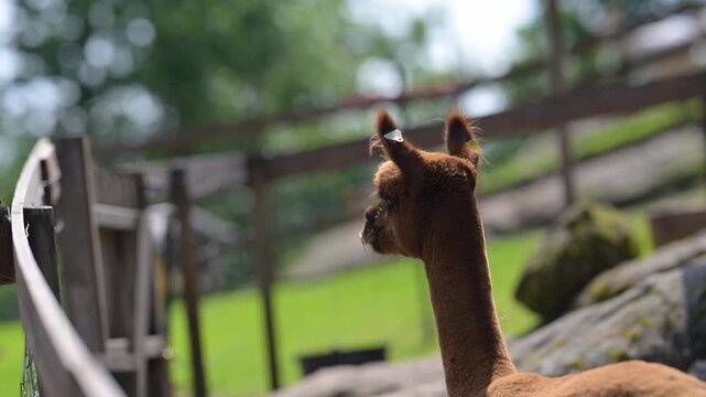Two alpacas standing together in wooden enclosure