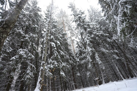 Karakan Pine Forest covered by snow. National forest situated in Siberia. Winter wonderland.