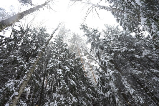 Karakan Pine Forest covered by snow. National forest situated in Siberia. Winter wonderland.