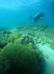 Diver exploring a brain coral in Curaçao