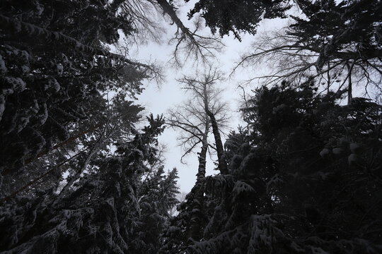 Karakan Pine Forest covered by snow. National forest situated in Siberia. Winter wonderland.
