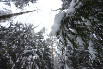 Karakan Pine Forest covered by snow. National forest situated in Siberia. Winter wonderland.