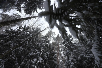 Karakan Pine Forest covered by snow. National forest situated in Siberia. Winter wonderland.