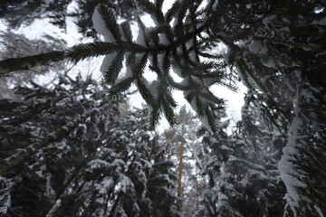 Karakan Pine Forest covered by snow. National forest situated in Siberia. Winter wonderland.