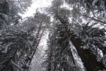 Karakan Pine Forest covered by snow. National forest situated in Siberia. Winter wonderland.