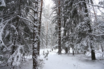Karakan Pine Forest covered by snow. National forest situated in Siberia. Winter wonderland.