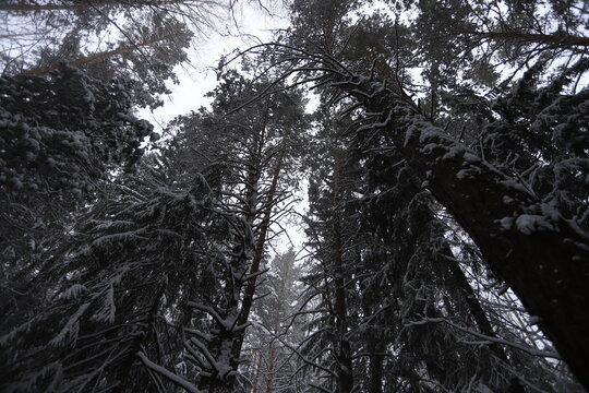 Karakan Pine Forest covered by snow. National forest situated in Siberia. Winter wonderland.