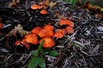 chip cherry or redlead roundhead (Leratiomyces ceres)