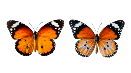 Two monarch butterflies with orange wings and black markings