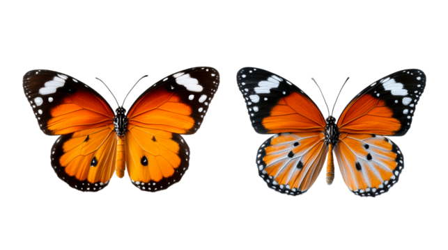 Two monarch butterflies with orange wings and black markings