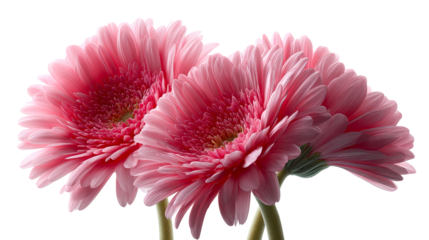 Close-up of Three Pink Gerbera Daisy Petals