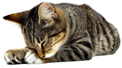 Tabby kitten sleeping peacefully with paws over face