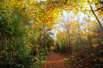 The shepherd's road in Fontainebleau forest