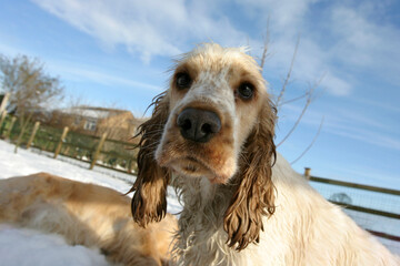 Cocker Spaniel outdoors in the snow in winter, North Yorkshire, England, United Kingdom
