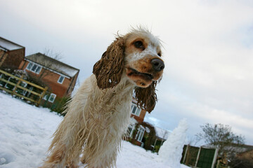 Cocker Spaniel dog in the snow, United Kingdom