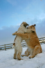Golden retriever dog and Cocker Spaniel embrace in the snow