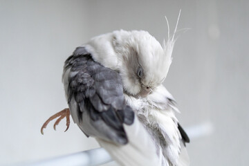 Close-up of cockatiel parrot cleaning its feathers with beak