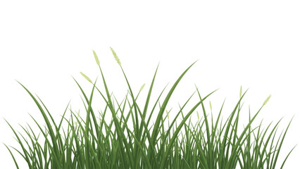 Fototapeta premium Grassy plants with seed heads against a white background