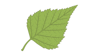 Obraz premium Green leaf with serrated edges and visible veins