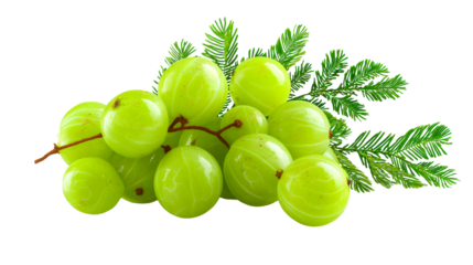 Fresh Indian Gooseberries and Green Foliage on White