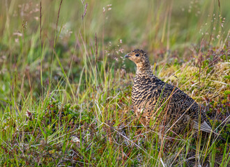 Rock Ptarmigan on island of Hrisey in Iceland