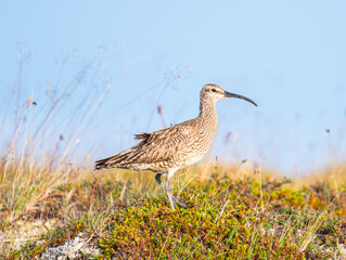 Eurasian whimbrel in the beautiful nature of Iceland