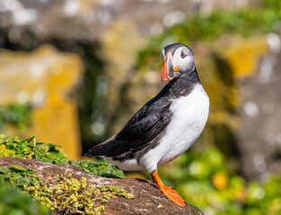 puffin on island of Grimsey in North Iceland