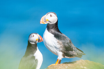 puffin on island of Grimsey in North Iceland