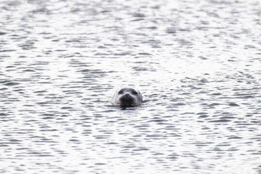 Seal in the sea of Eyjafjordur in Iceland