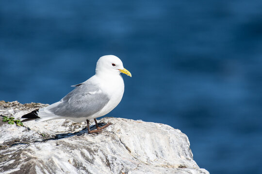 Black-legged kittiwake in th cliffs of grimsey in Iceland