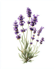 Lavendelblüte – botanische Aquarellillustration auf weißem Hintergrund